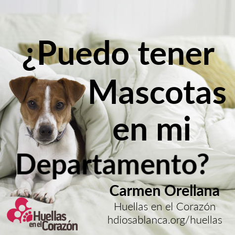 Mascotas en departamento ¿tus vecinos te molestan? Parte 1