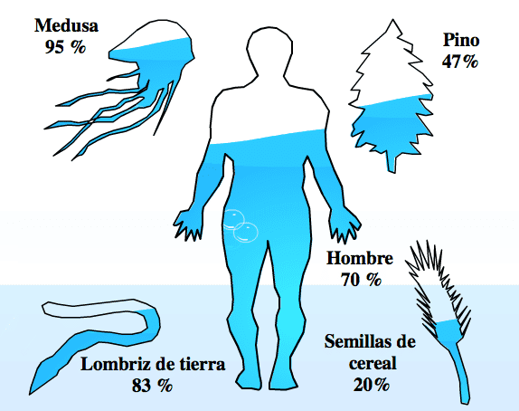 mientras más agua contengamos más expuestos estamos a la influencia de la luna, tal como muestra la figura de los seres vivos en donde la medusa tiene 95% de agua y una lombriz de tierra está compuesta por 83%.