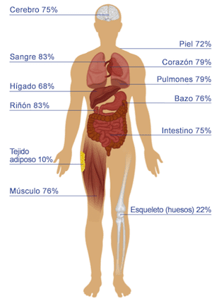 Proporción de agua en los órganos de un ser humano